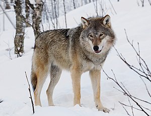 photo of wolf