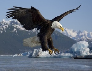 photo of American Bald Eagle