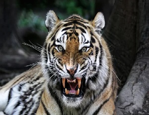 photo of tiger